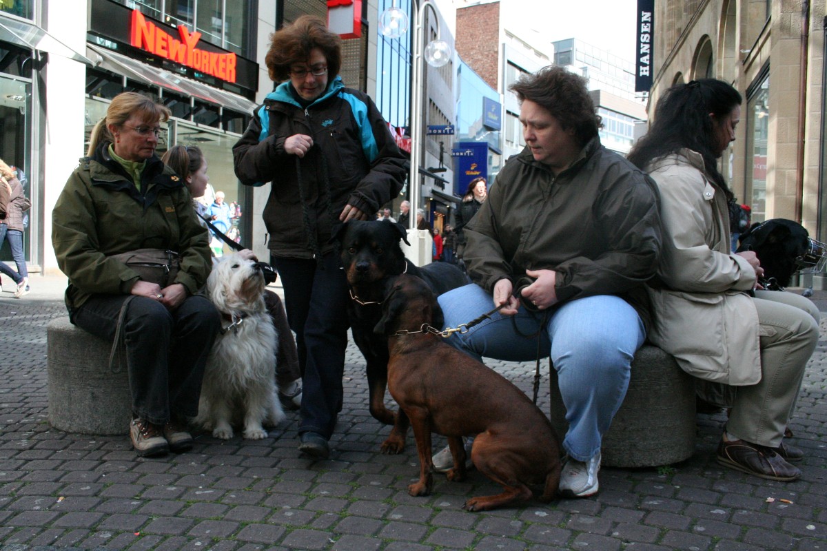 Ausbildungszentrum für Hunde Köln Hillgemann Unser Angebot