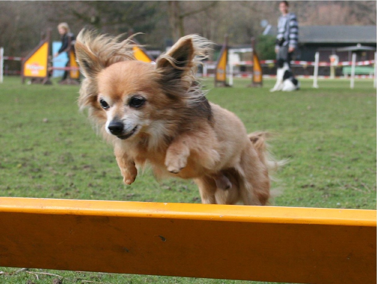 Ausbildungszentrum für Hunde Köln Hillgemann Unser Angebot