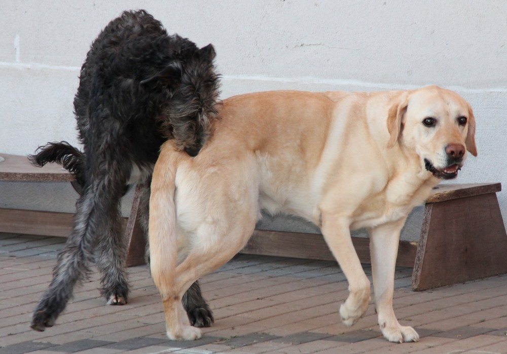 Deerhound & Laprador, Deerhoundzüchter