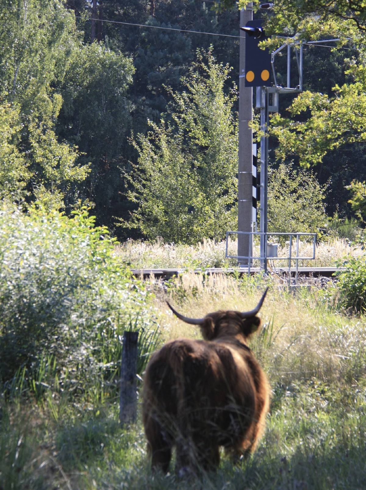 Highland Cattle mit Bahn-Singnal
