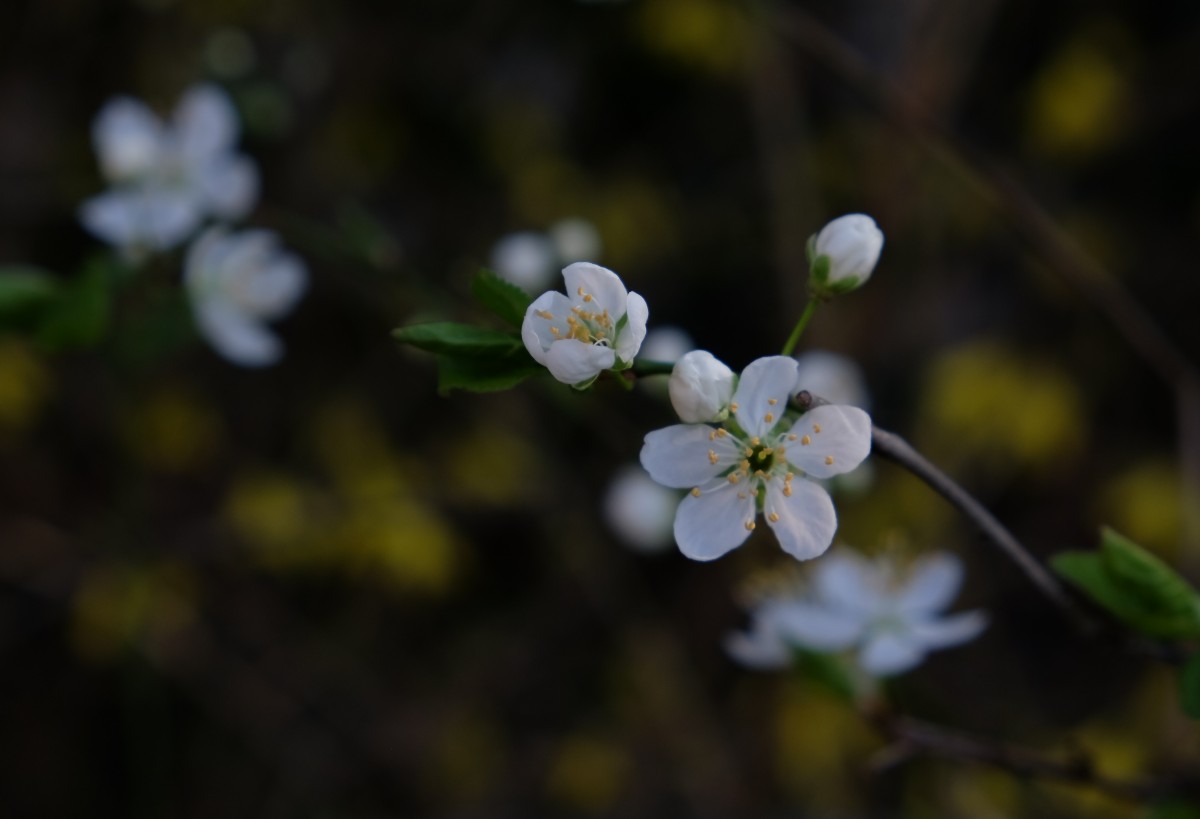 März 2014, Pflaumenbaumblüte