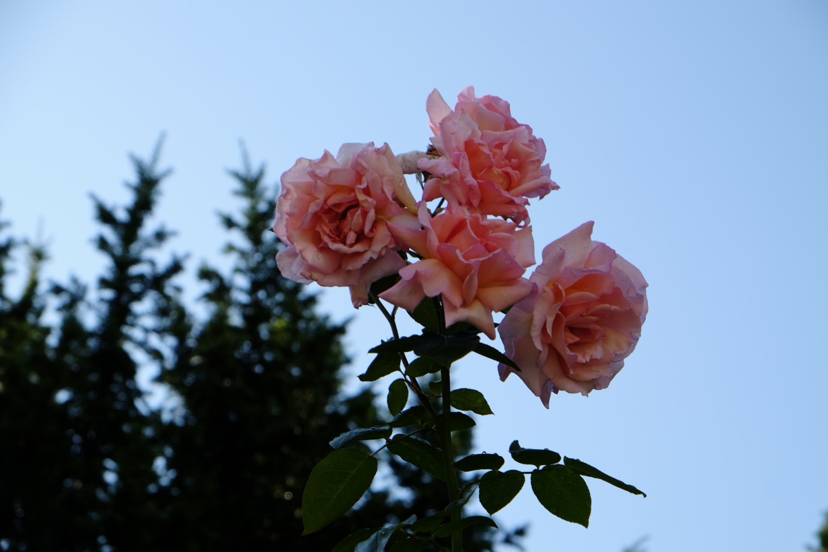 24.8.2014. Rose