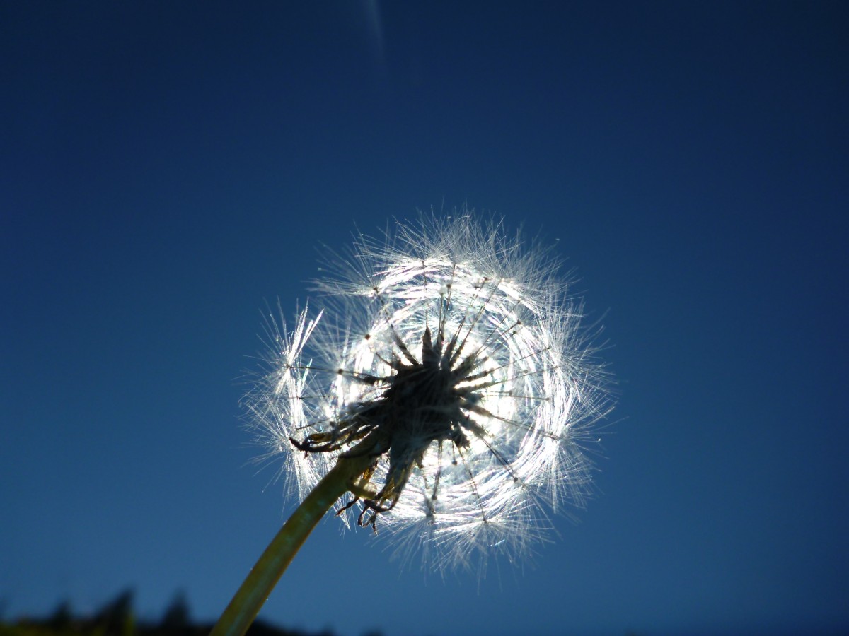Löwenzahn im Gegenlicht