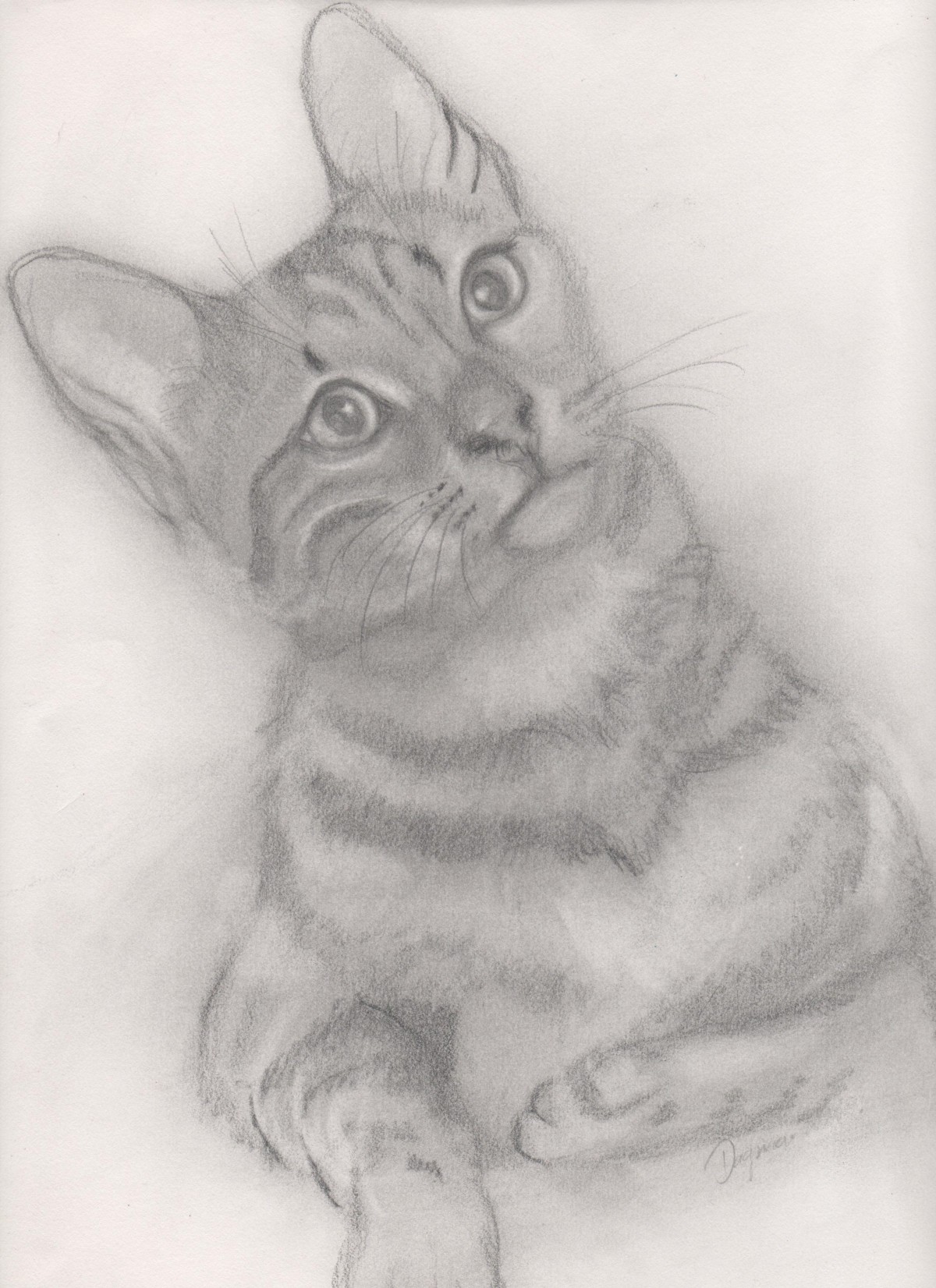 Katze Zeichnung