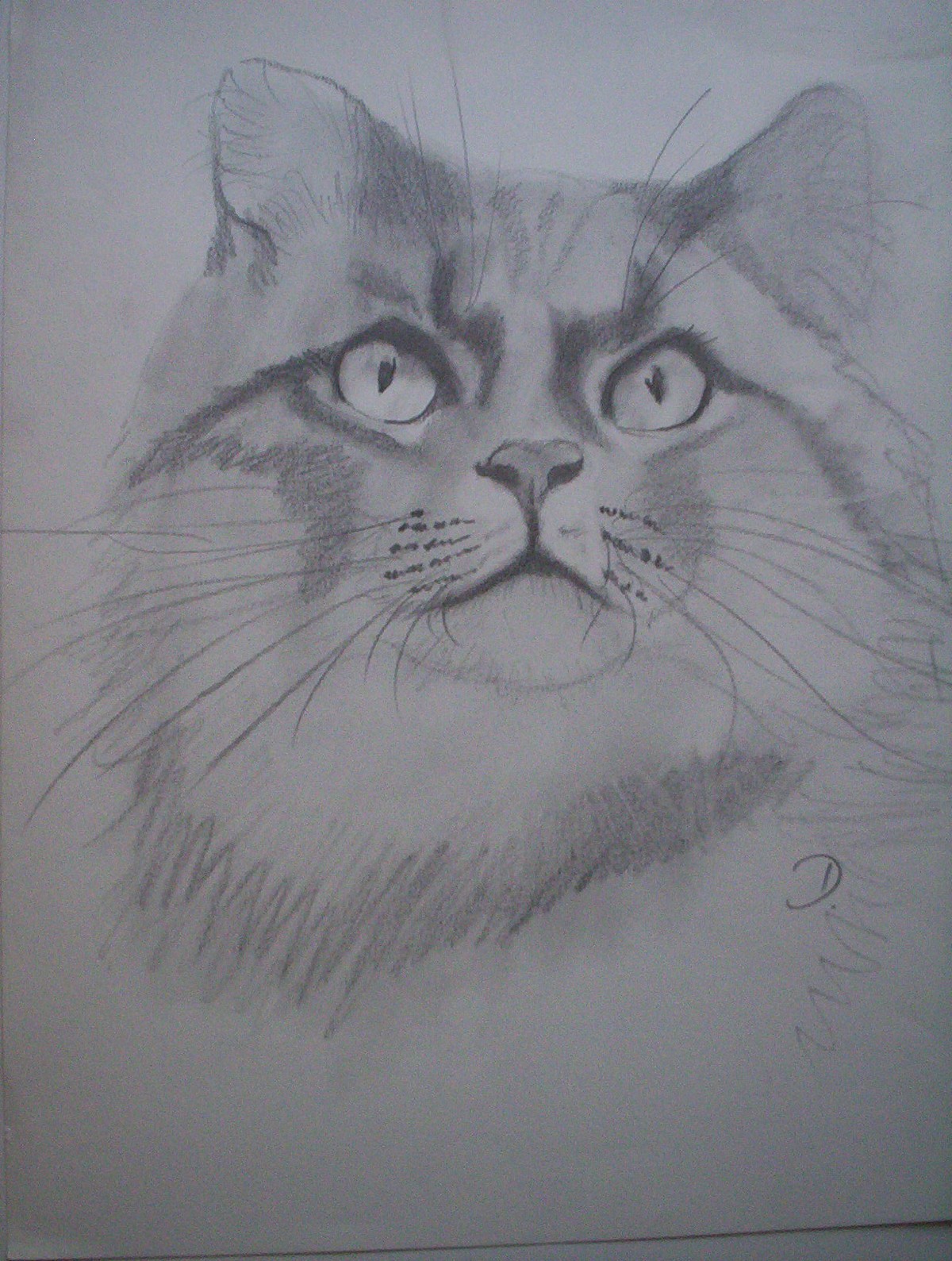 Katze Zeichnung