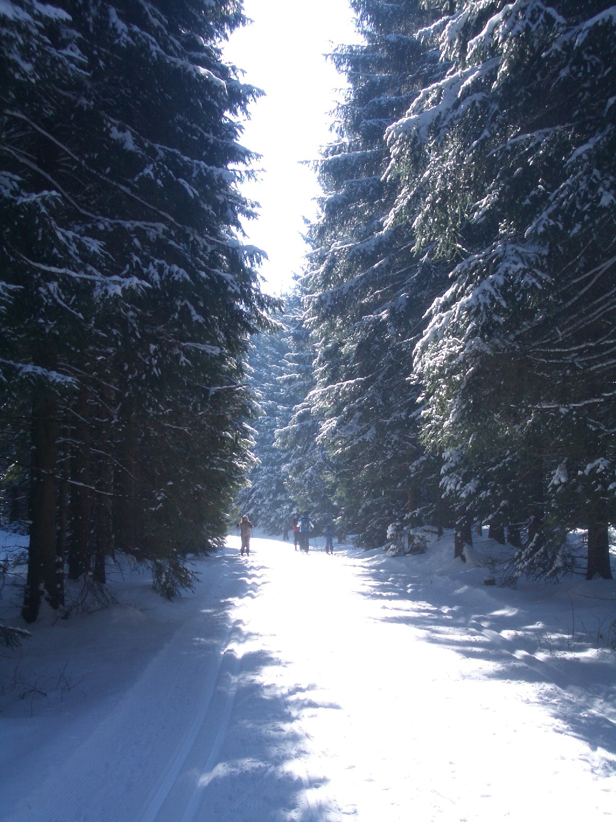 Holzhau im Wintert