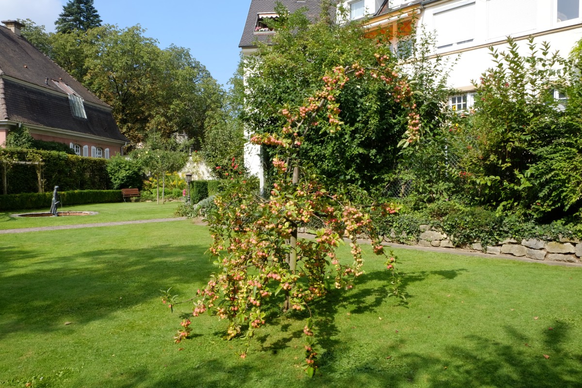 Apfelbäumchen September 2014