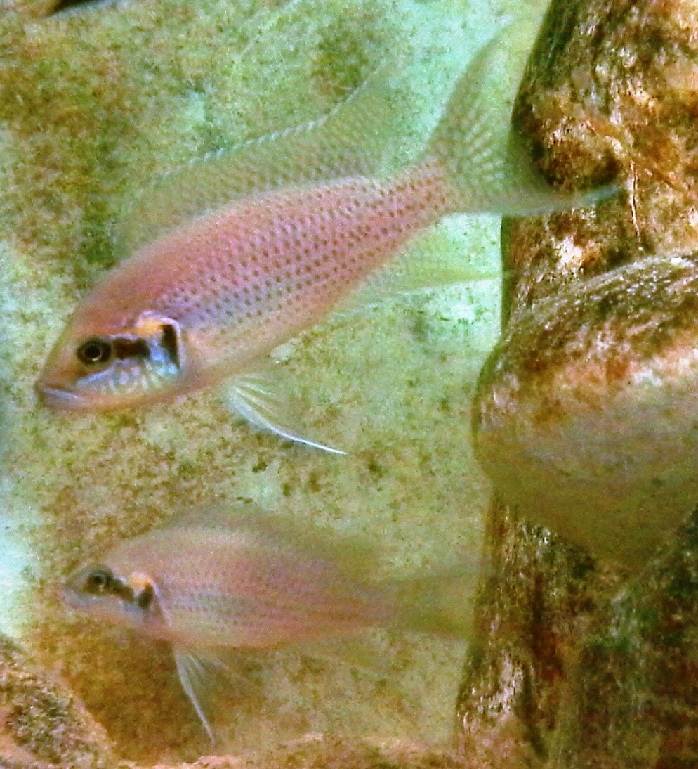 Neolamprologus brichardi "bemba"
