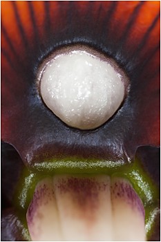 Blüte Kaiserkrone - Nahaufnahme - Detailaufnahme