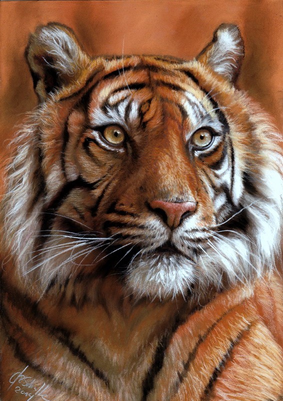 Pastell portrait Tiger