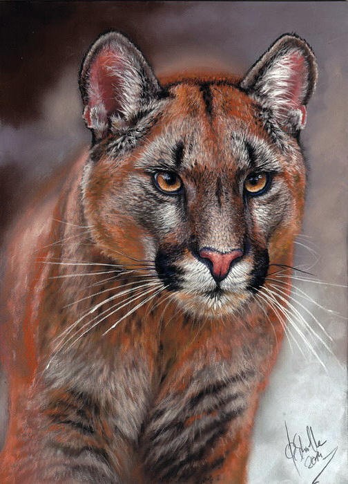 Wildlife pastel portrait