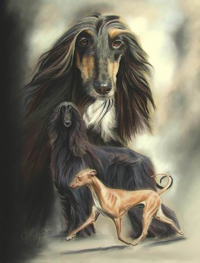 Pastell Afghan Hound