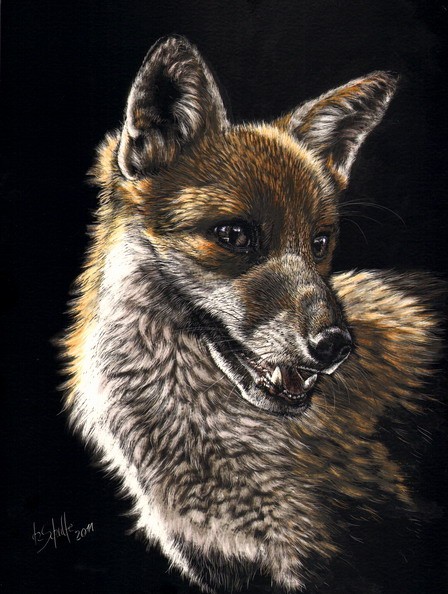 Scratchboard wildlife painting Fox