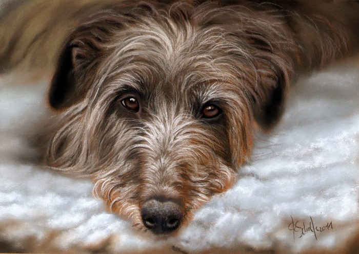 Deerhound pastel portrait