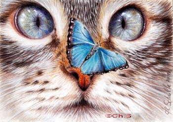 Tabby & butterfly Aceo