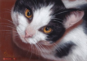 Aceo Black & White cat