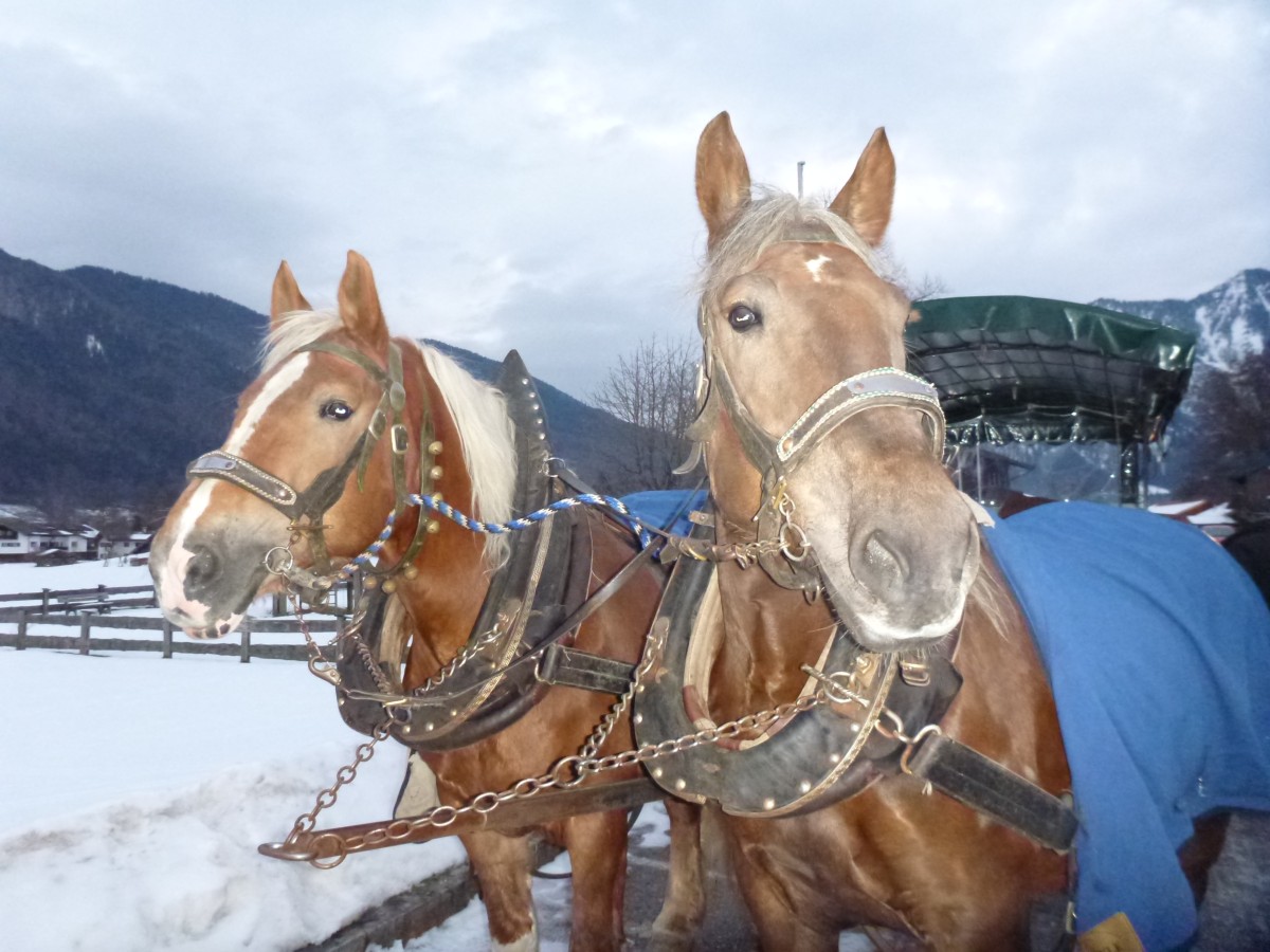 Süddeutsche Kaltblutpferde