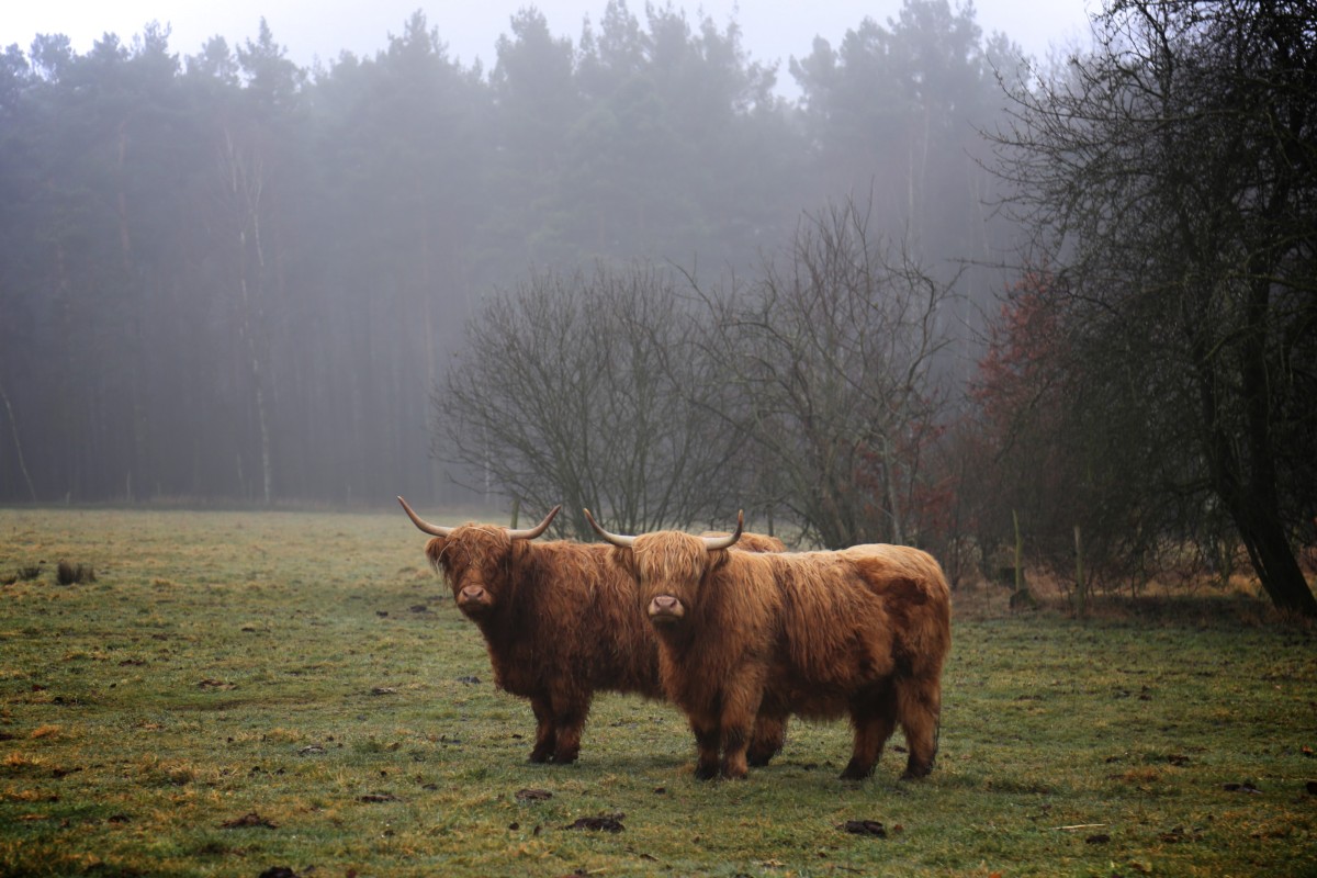 Highland Cattle - Morgenstimmung