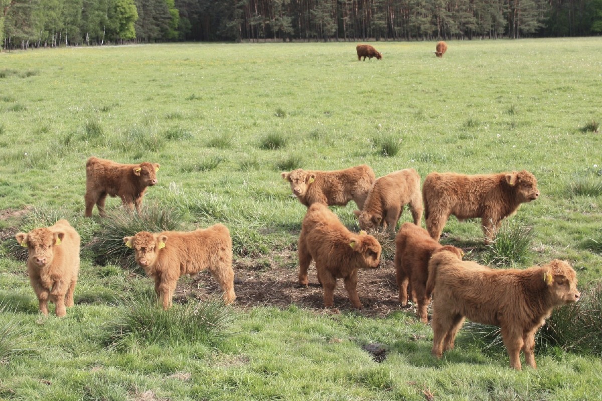 Highland Cattle - Kälber 2014