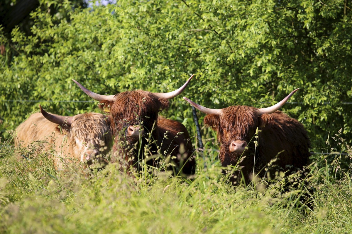 Highland Cattle Färsen mit Jungbullen