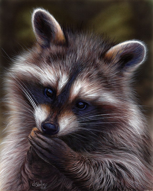Watercolor Raccoon painting