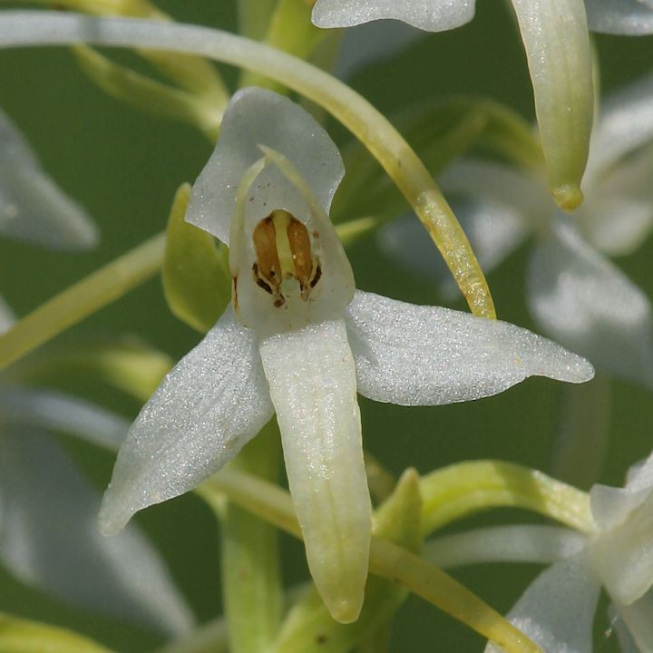 Platanthera bifolia - Zweiblättrige Waldhyazinthe