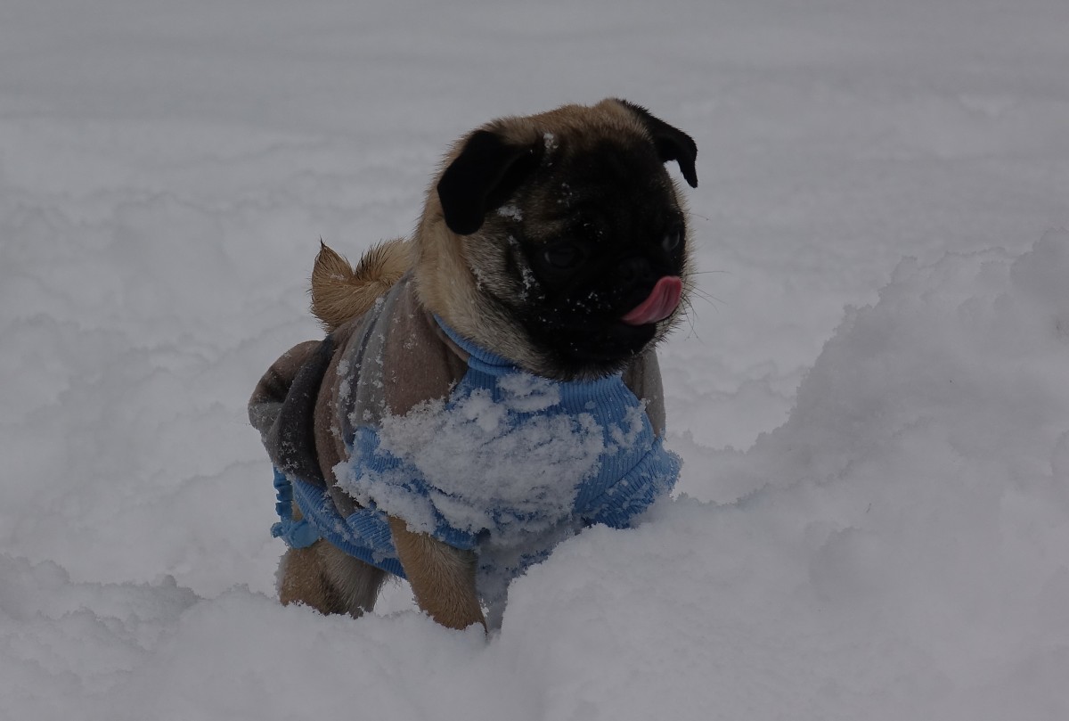Cookie im Schnee