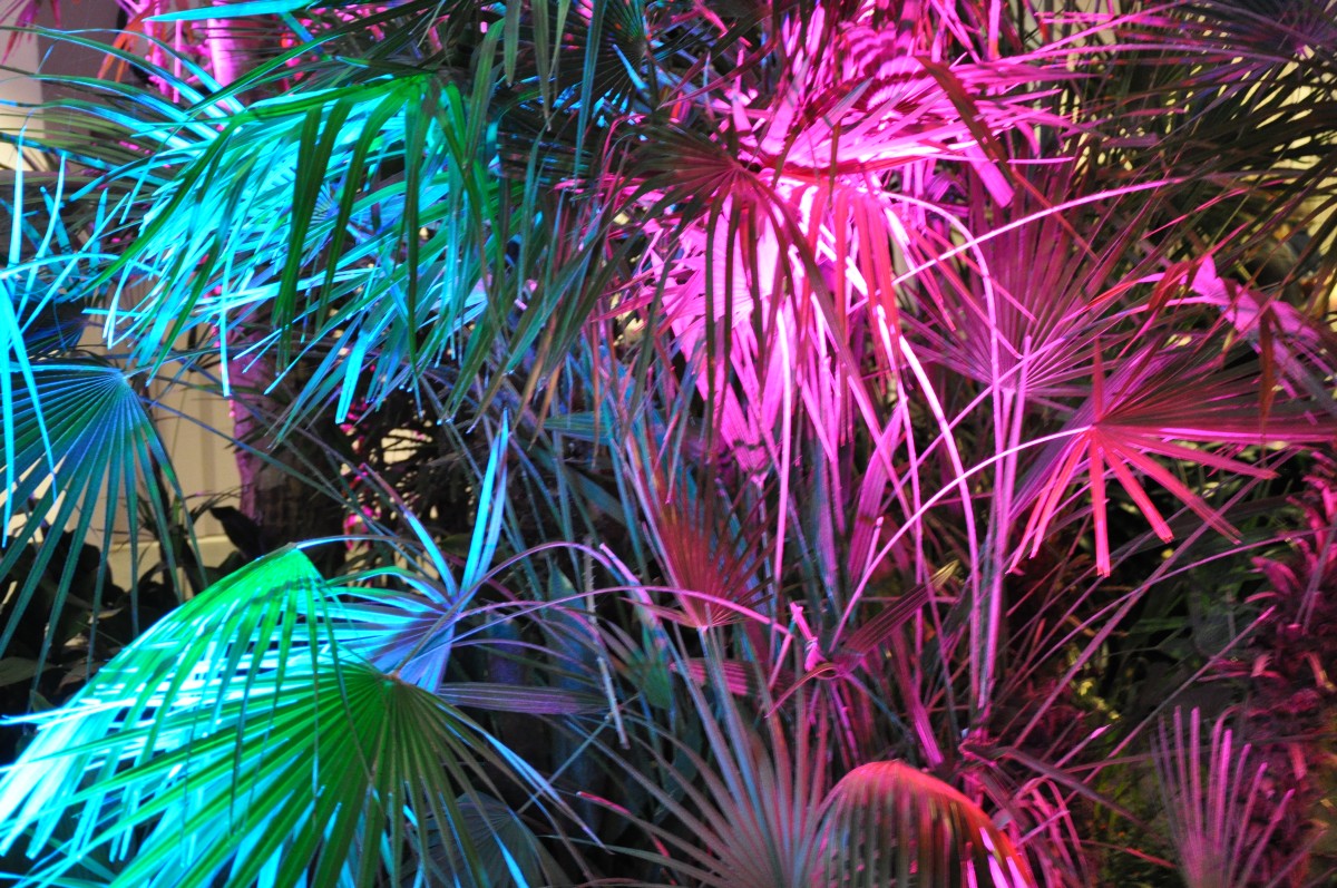 Palmengarten, Winterlichter, Palmen