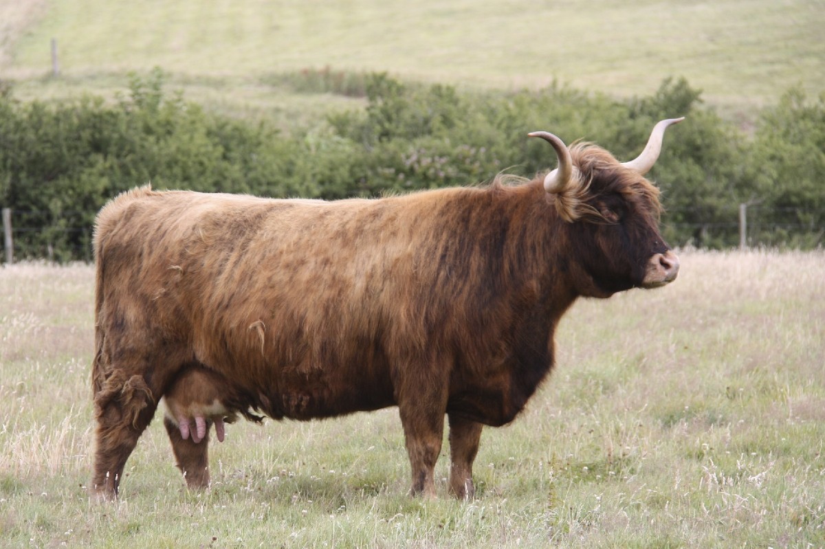 Cow - Isle of Wight