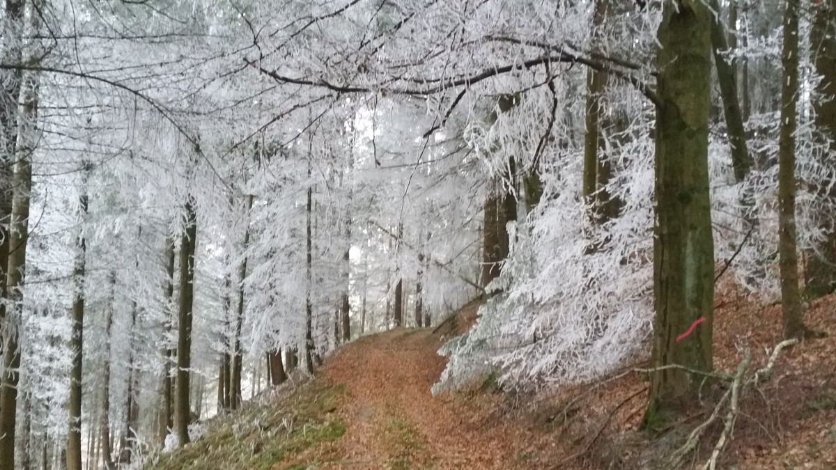 Der Wald hier im Winter