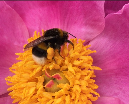 Hummel im Pollenrausch