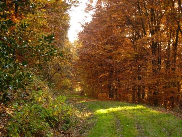 Hund wandern Dalheimer Herbst Wald