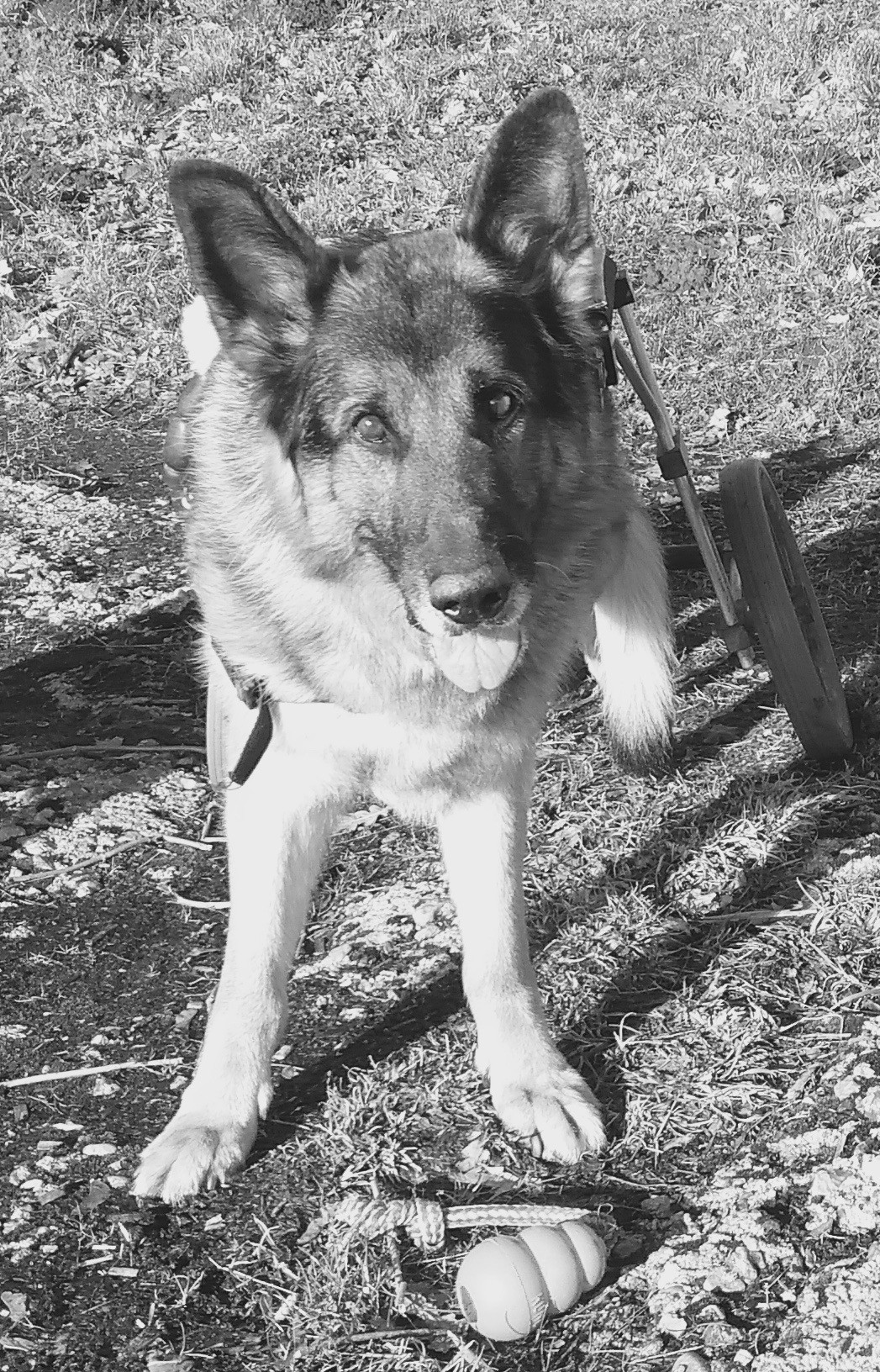 Degenerative Myelopathie wie sie unseren Hund, den Alltag und uns