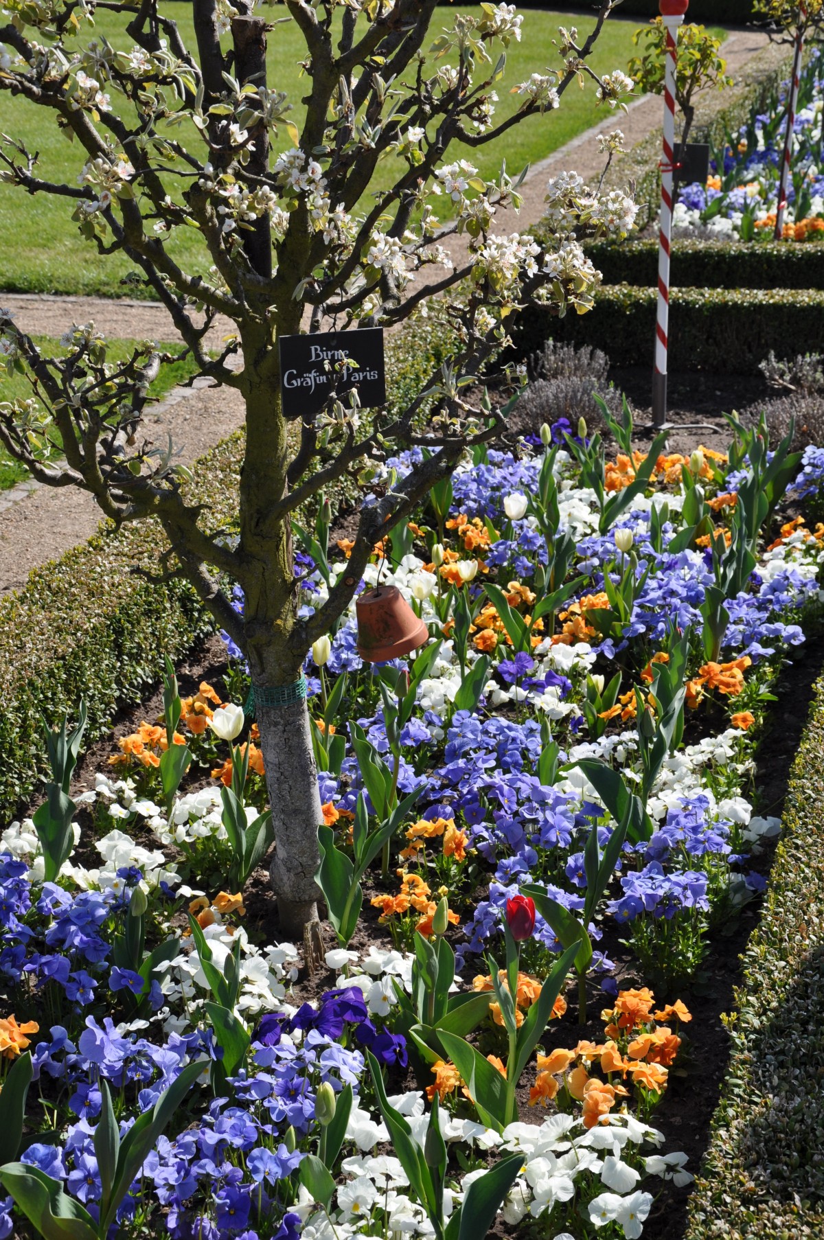 Klostergarten, Blumenbeet mit Obstbaum