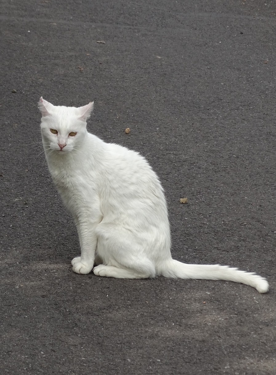 Weiße Katze © H. Furch August 2016.