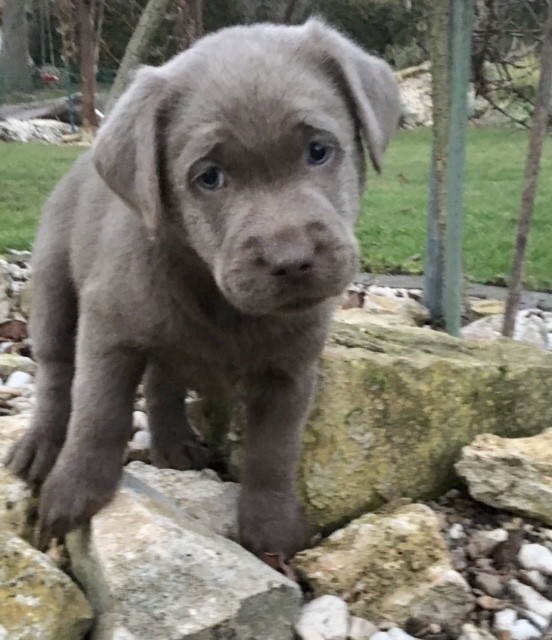 labrador silber Zucht Unstruttal charcoal AKTUELLES Welpenalarm