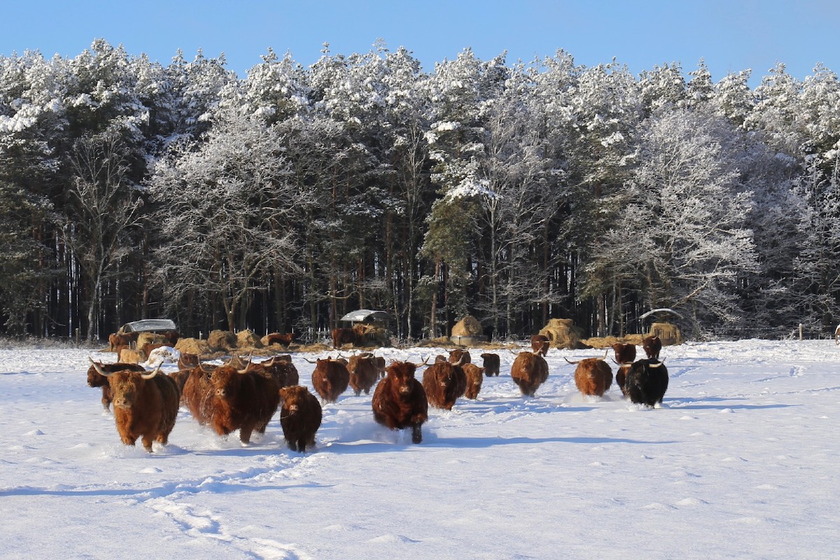 Highland Cattle in the Snow
