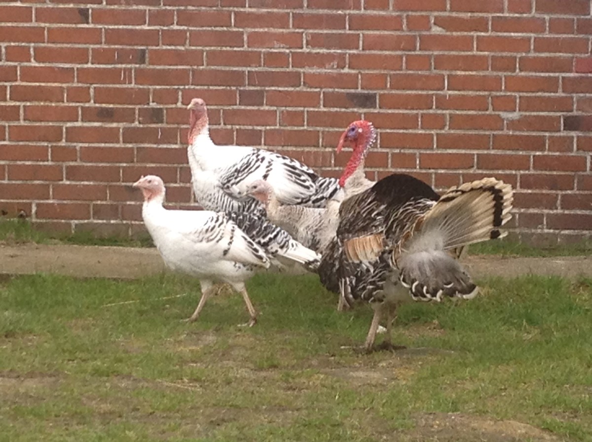 Käsemanufactur Travenhorst Cröllwitzer