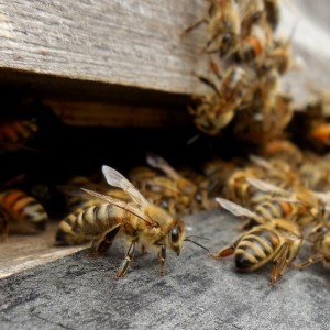 Bienenstock Hobby Imkerei Essen Karnap