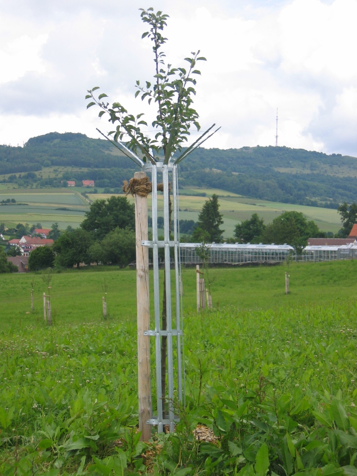 Baumschutzgitter Verbisschutz Startseite