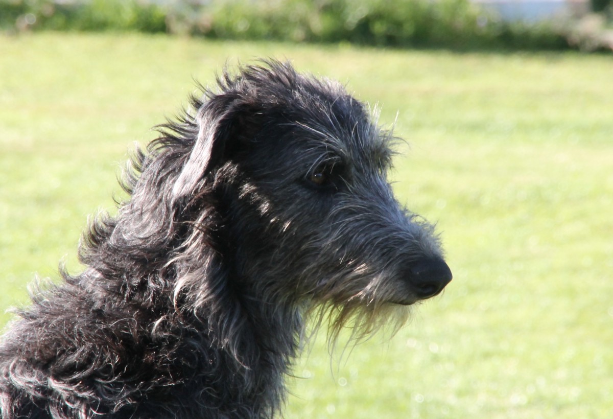 Scottish Deerhounds vom Züchter/ FCI/VDH/DWZRV 