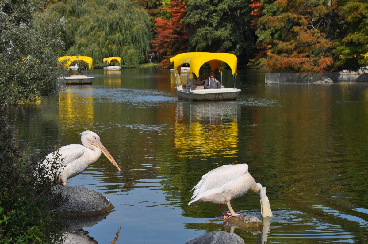 Luisenpark, See mit Booten und Pelikan