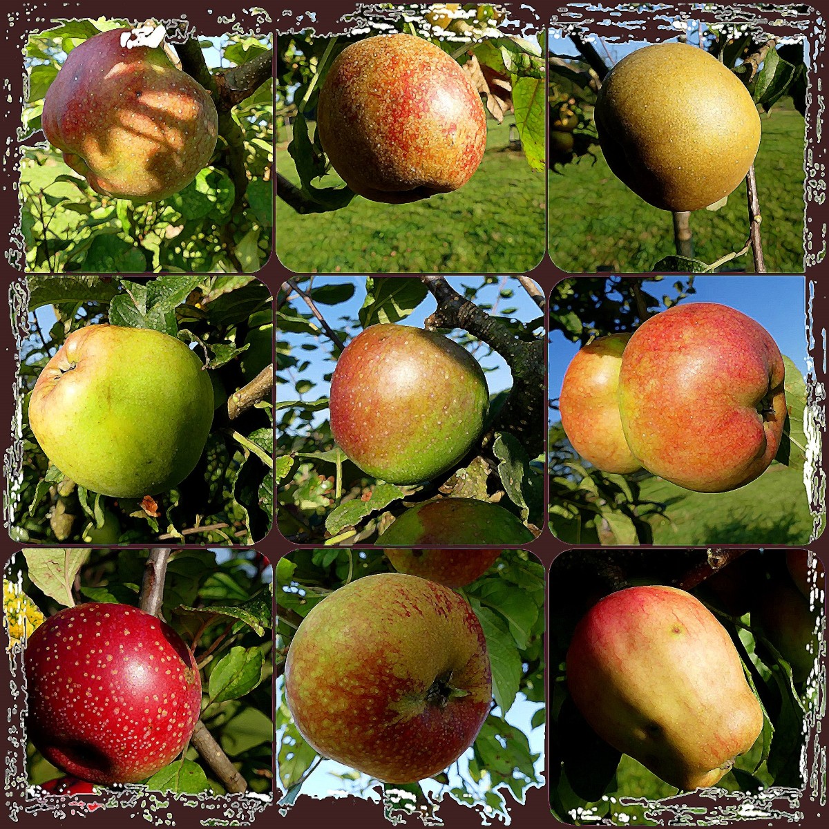 Apfelvariationen