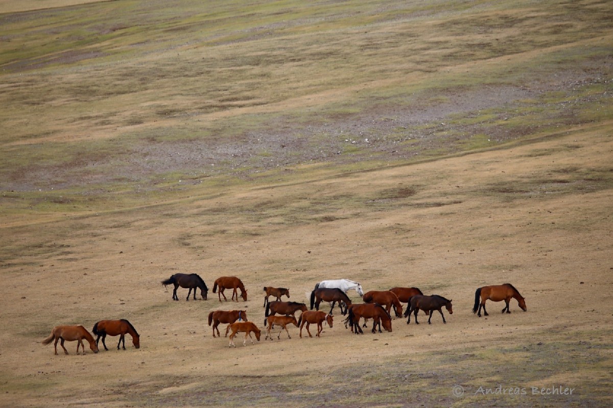 Pferdeherde in der Mongolei