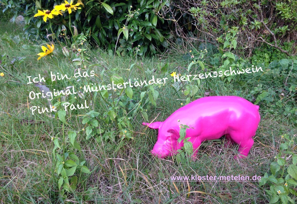 Original Münsterländer Herzensschwein, Pink Paul,