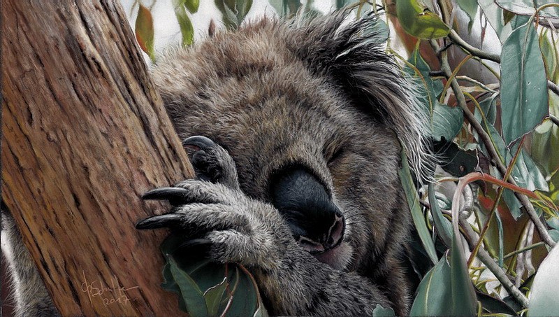 wildlife art Koala