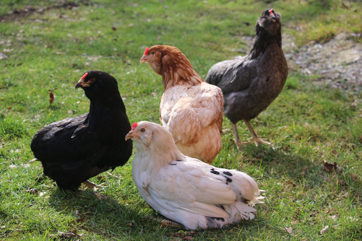 Арауканы куры описание. Яйца породы араукана. Куры породы араукана. Куры породы амера укана. Маран серебристогривый.