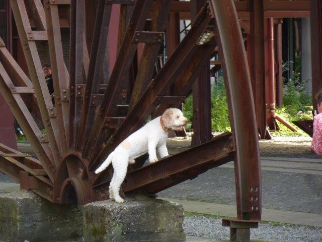 Hund wandern Zeche Zollverein