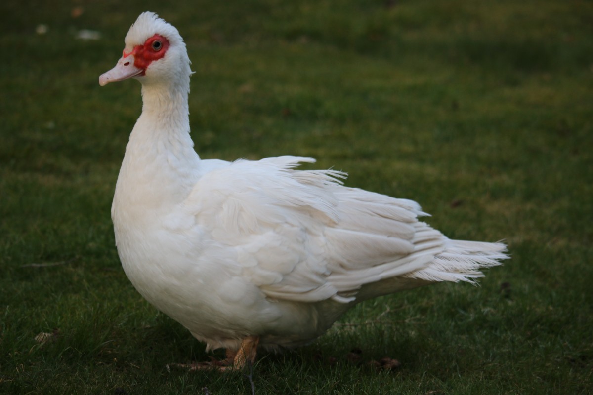 Rodemann - Flugenten