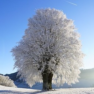 bäume im winter,imkerei essen karnap,phänologie